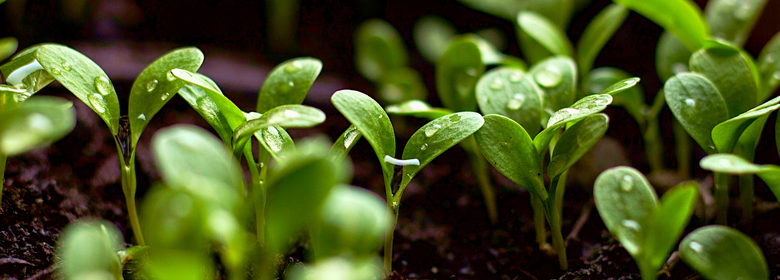 PSC 't Kan - zaailingen (image of seedlings)
